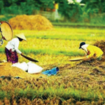 17 Hasil Pertanian dan Perkebunan di Indonesia, Teh Telah di Ekspor ke 62 Negara