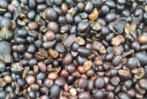 Biji Sawit Kernel
